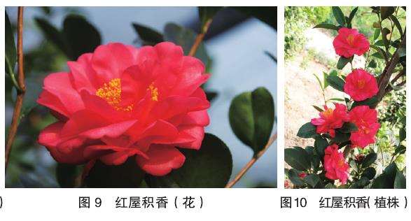 10个四季茶花新品种的观赏属 图片
