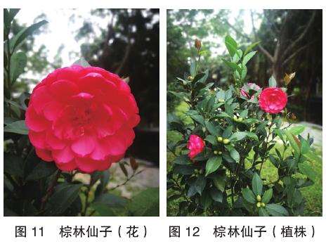 10个四季茶花新品种的观赏属 图片