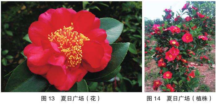 10个四季茶花新品种的观赏属 图片