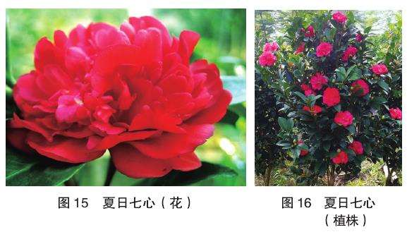 10个四季茶花新品种的观赏属 图片