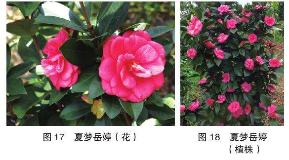 10个四季茶花新品种的观赏属 图片