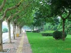 中国城市绿化树种多样性的均质化特征