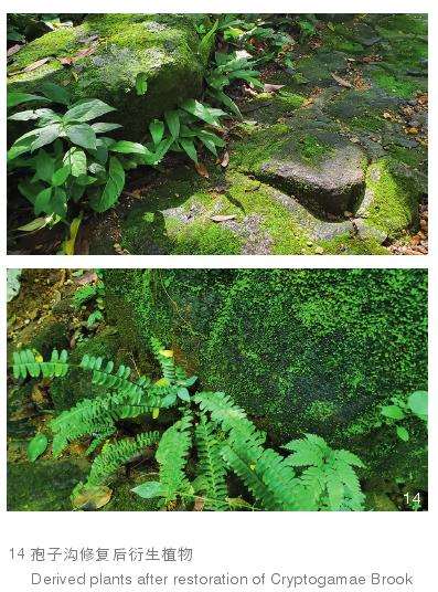 孢子植物生境修复效果的3个评估 图