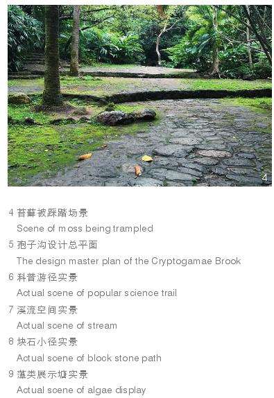深圳孢子沟改造前的3个植被状况