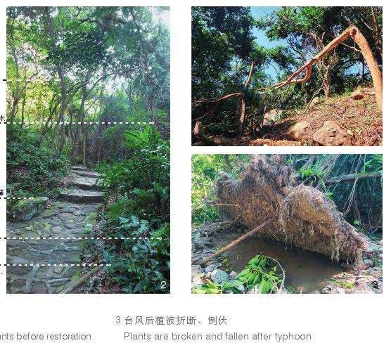 深圳孢子沟改造前的3个植被状况