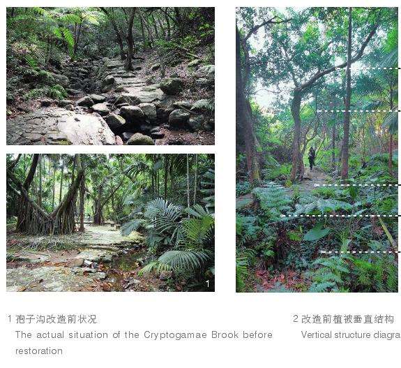 深圳孢子沟改造前的3个植被状况