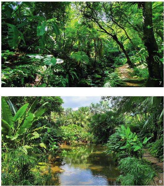 深圳孢子沟改造前的3个植被状况