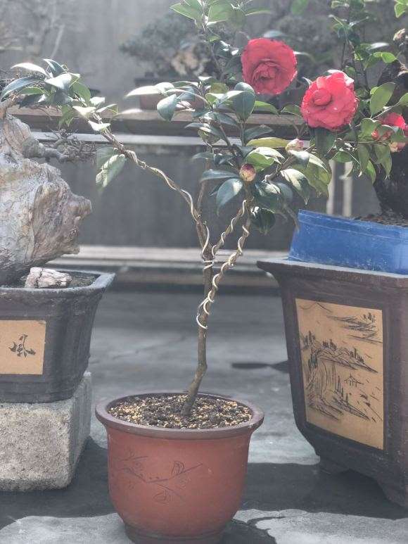茶花下山桩嫁接什么品种最好 图片