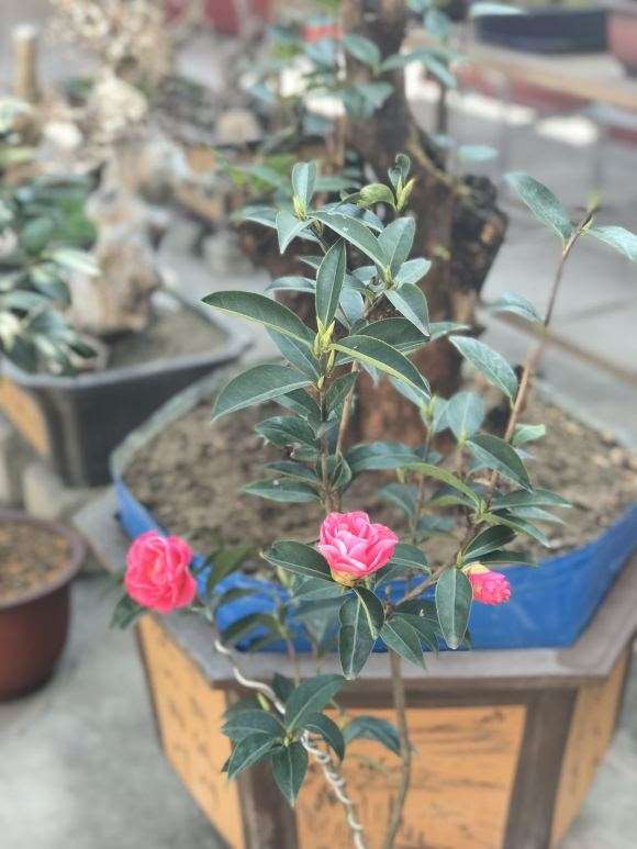 茶花下山桩嫁接什么品种最好 图片