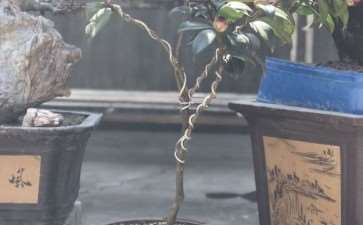 茶花下山桩嫁接什么品种最好 图片