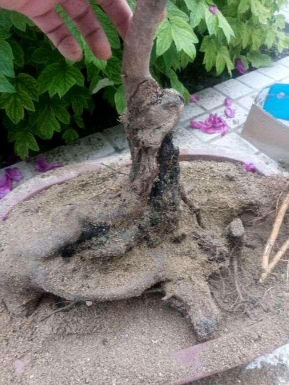 第一次给流苏下山桩接根 可以吗 图片