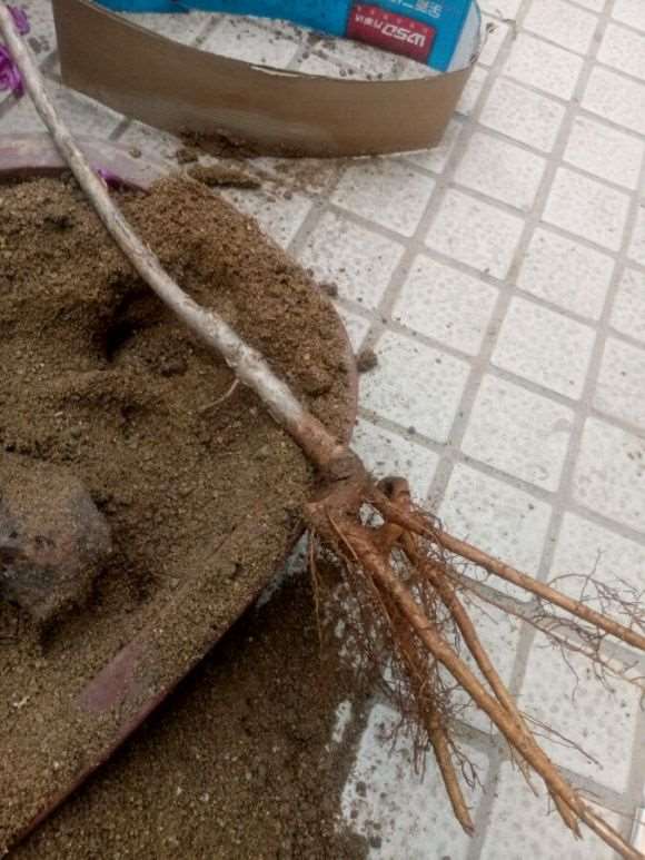 第一次给流苏下山桩接根 可以吗 图片