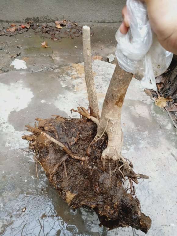 流苏下山桩接根怎么找上水线 图片