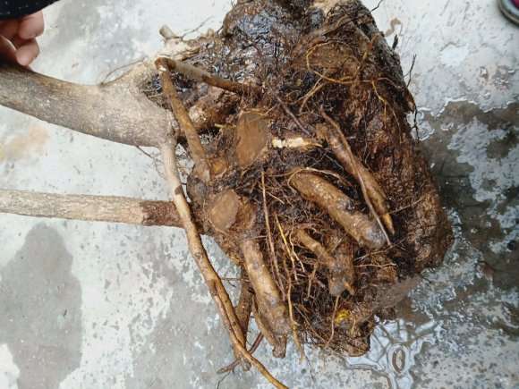 流苏下山桩接根怎么找上水线 图片