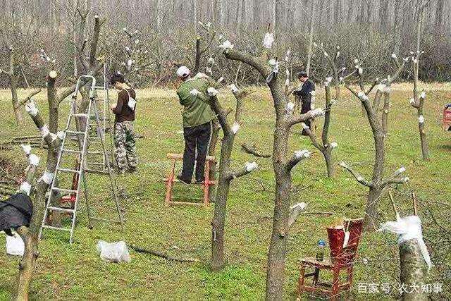 腊梅下山桩芽接什么时候最好 图片