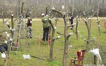 腊梅下山桩芽接什么时候最好 图片