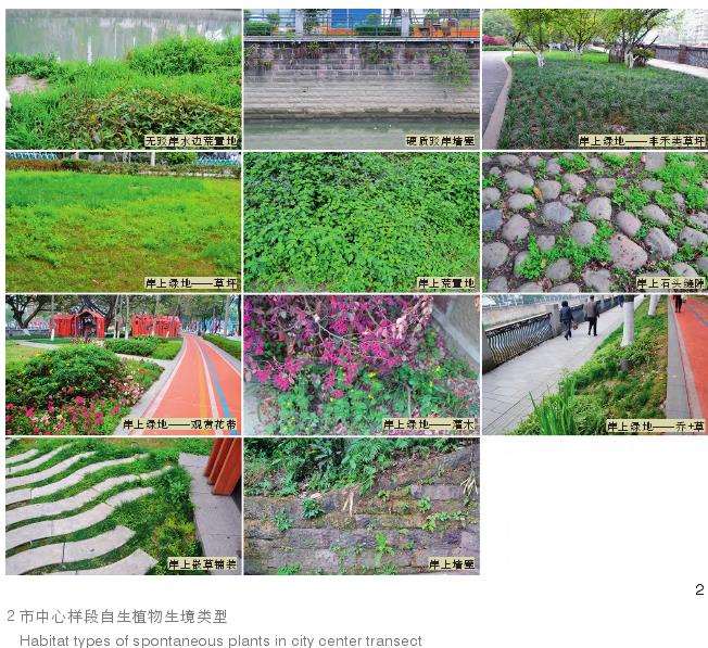成都河流廊道自生植物的生境研究