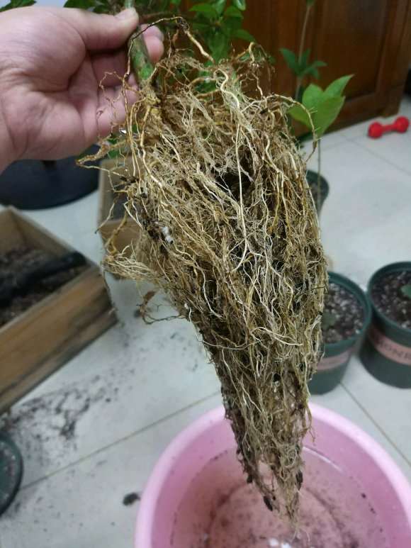 栀子花下山桩洗根后怎么修剪 图片