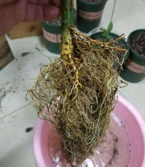 栀子花下山桩洗根后怎么修剪 图片