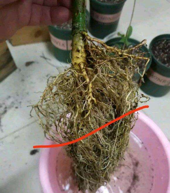 栀子花下山桩洗根后怎么修剪 图片