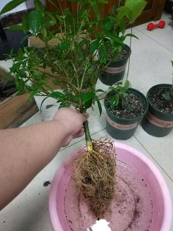 栀子花下山桩洗根后怎么修剪 图片