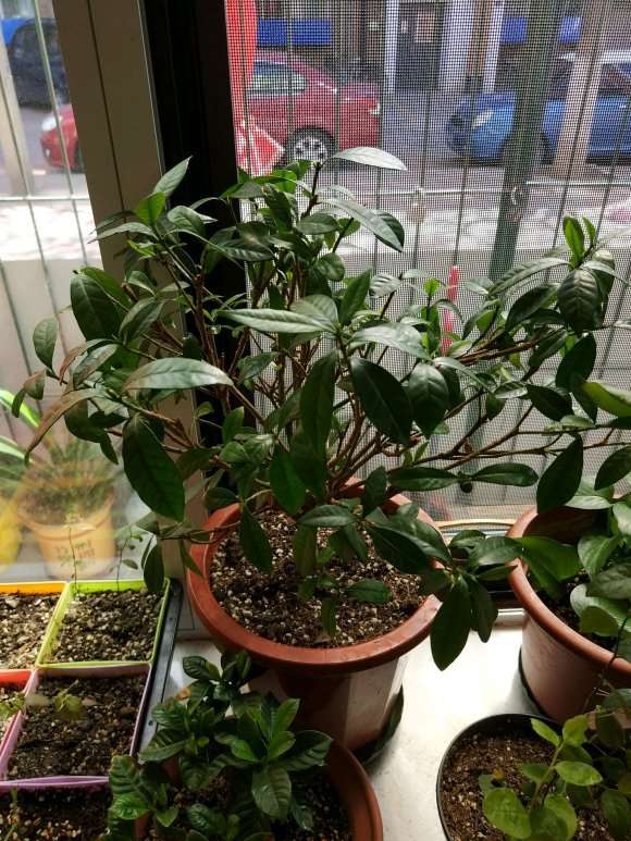 栀子花下山桩洗根后怎么修剪 图片