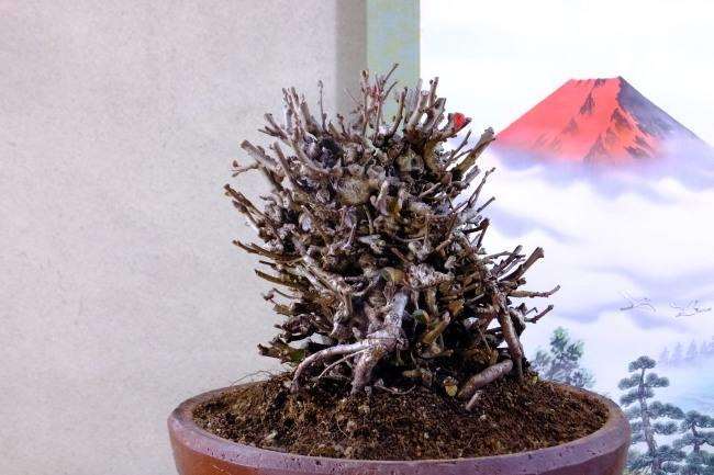 长寿梅下山桩起蚜虫了 怎么办 图片