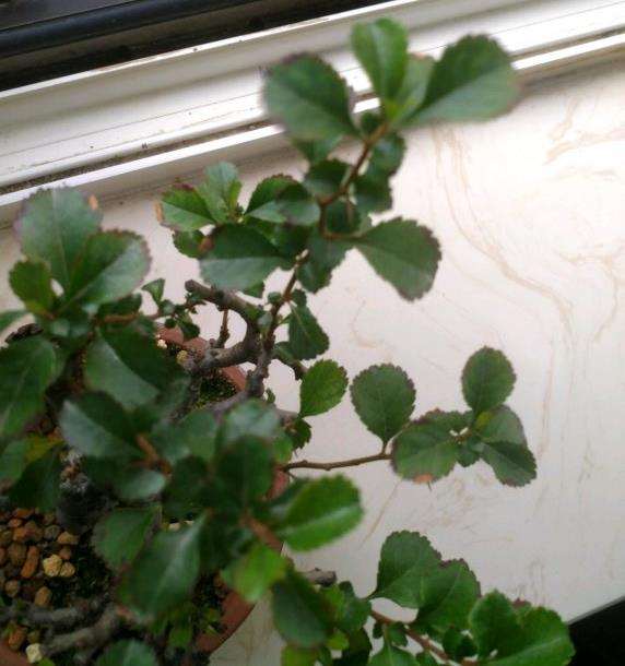 长寿梅下山桩老叶子周边发黑 怎么办