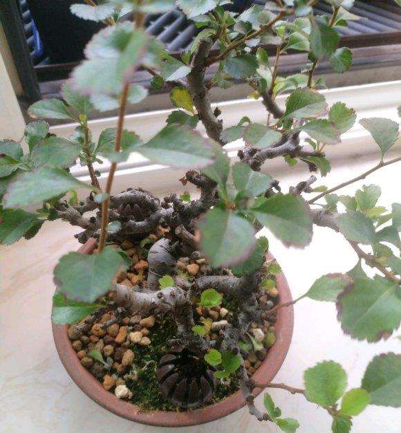 长寿梅下山桩老叶子周边发黑 怎么办