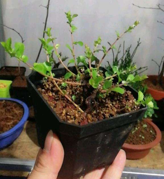 长寿梅下山桩 枝条脱水 怎么办 图片