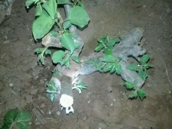 大梅花下山桩新芽全干 是烂根了吗 图片