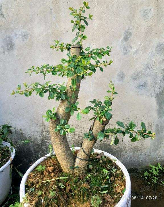 怎样才能让火棘下山桩的枝条长粗 图片