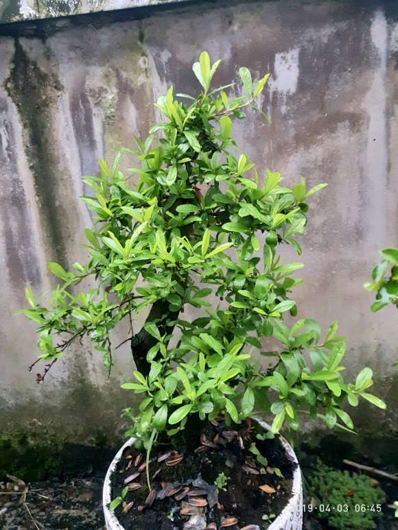 怎样才能让火棘下山桩的枝条长粗 图片