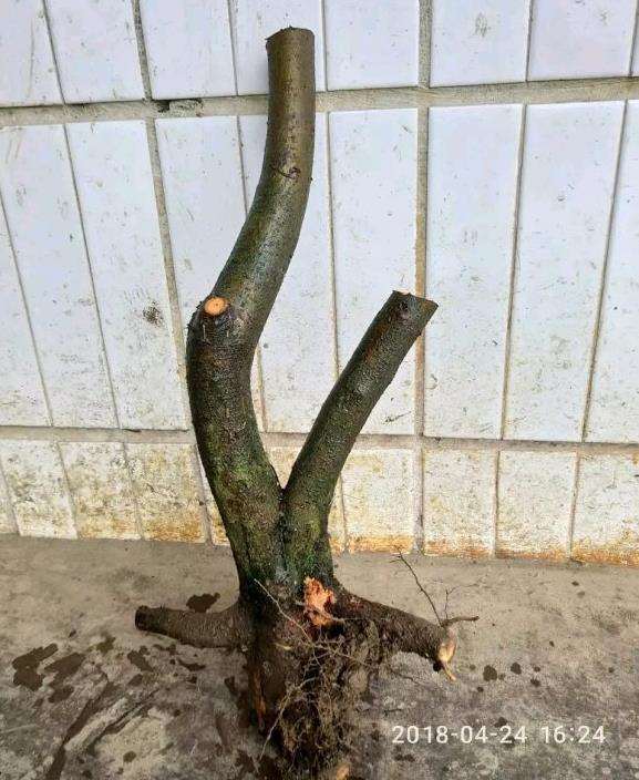 怎样才能让火棘下山桩的枝条长粗 图片