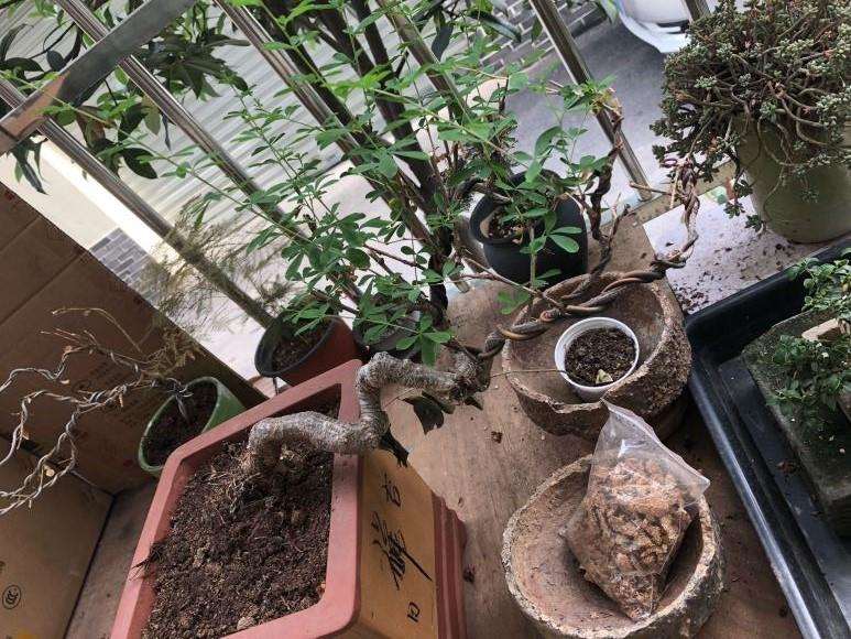 为什么金雀下山桩多晒太阳 没问题 图片
