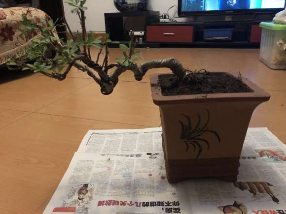 为什么金雀下山桩多晒太阳 没问题 图片