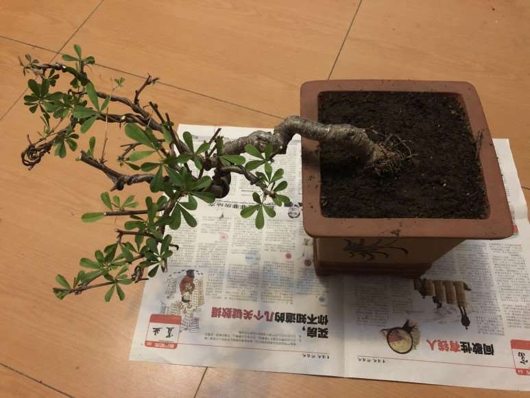 为什么金雀下山桩多晒太阳 没问题 图片
