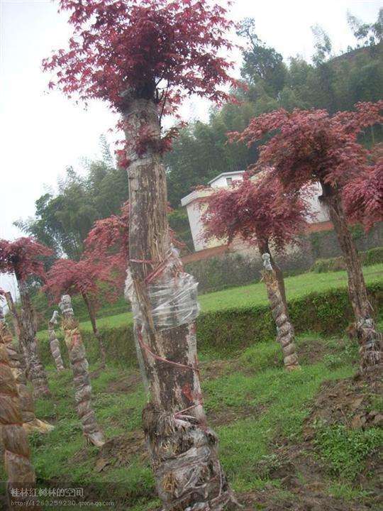 为什么红枫下山桩用营养土种最好 图片