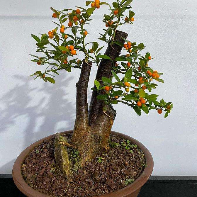 为什么金豆下山桩不需要套袋 图片