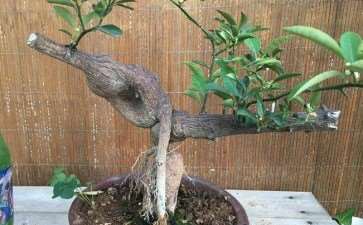 为什么金豆下山桩不需要套袋 图片