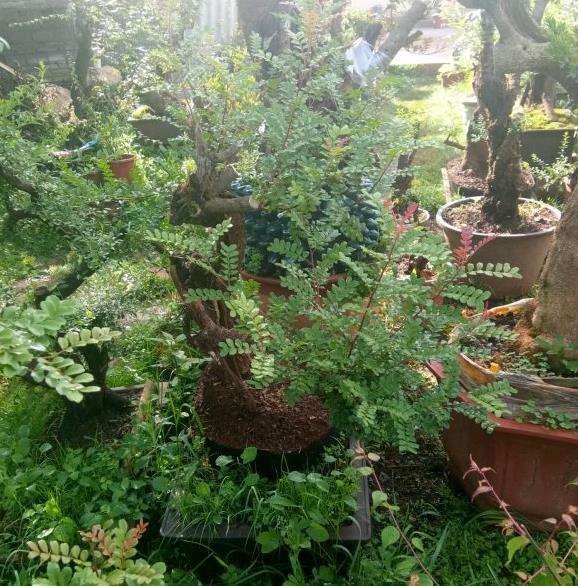 下山桩怎么缠膜保鲜的方法 图片