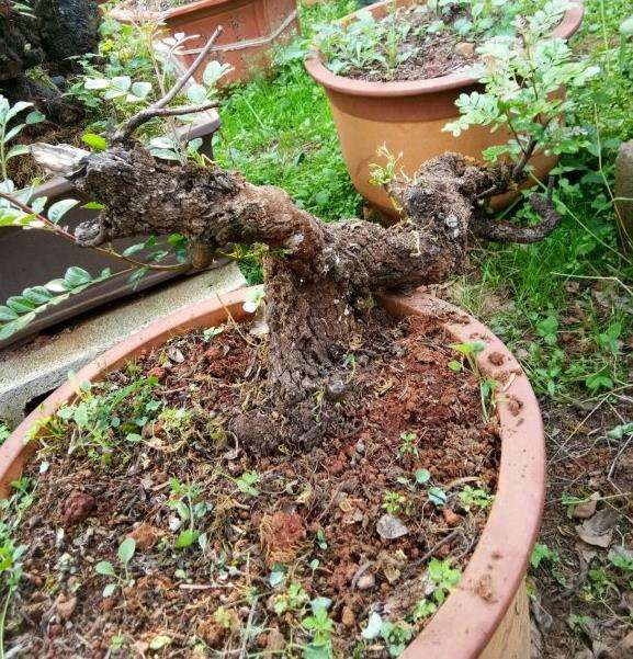 下山桩怎么缠膜保鲜的方法 图片