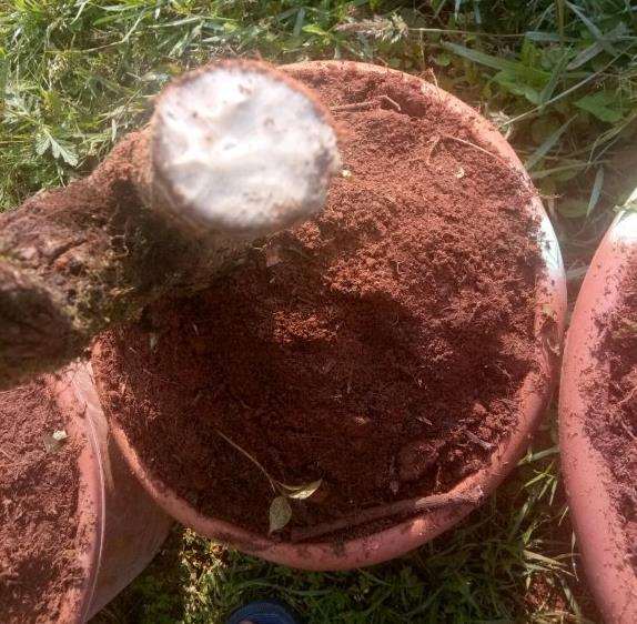 下山桩怎么缠膜保鲜的方法 图片