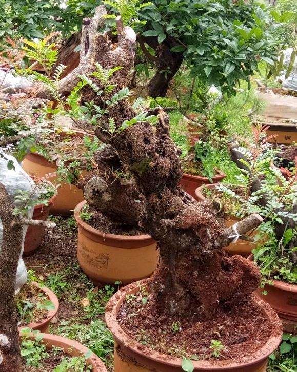 下山桩怎么缠膜保鲜的方法 图片