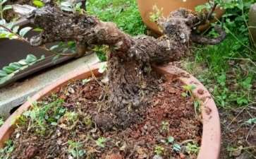 下山桩怎么缠膜保鲜的方法 图片