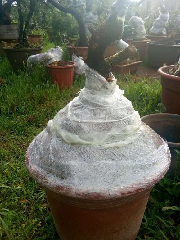 下山桩怎么缠膜保鲜的方法 图片