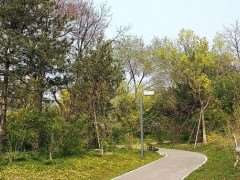 城市绿地植物群落的生态功能及稳定性