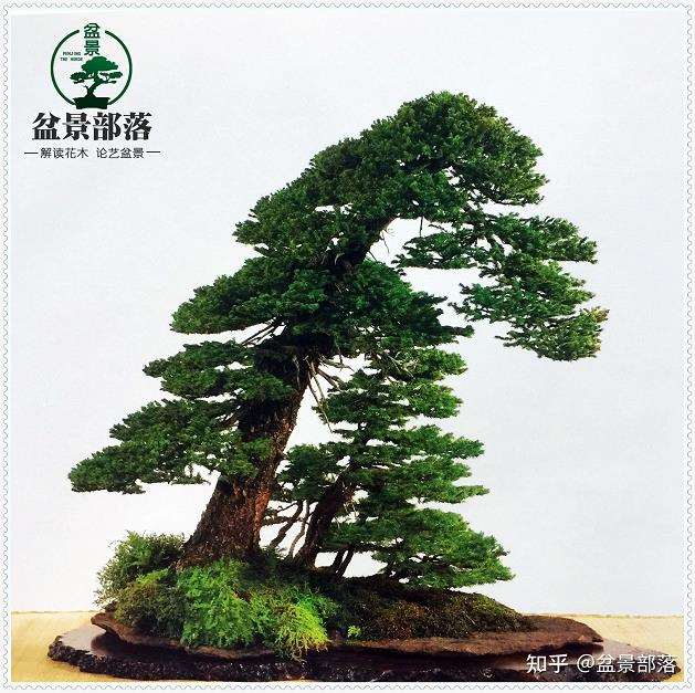 盆景的发展还要依赖市场 才能扩大数量