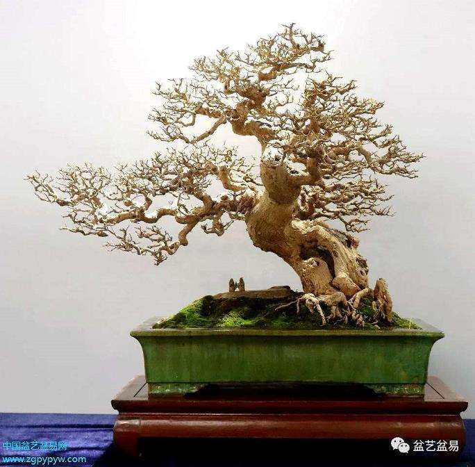 盆景的发展还要依赖市场 才能扩大数量