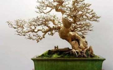 盆景的发展还要依赖市场 才能扩大数量